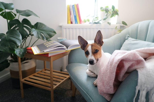 Designing a Safe and Comfortable Home for Your Dog